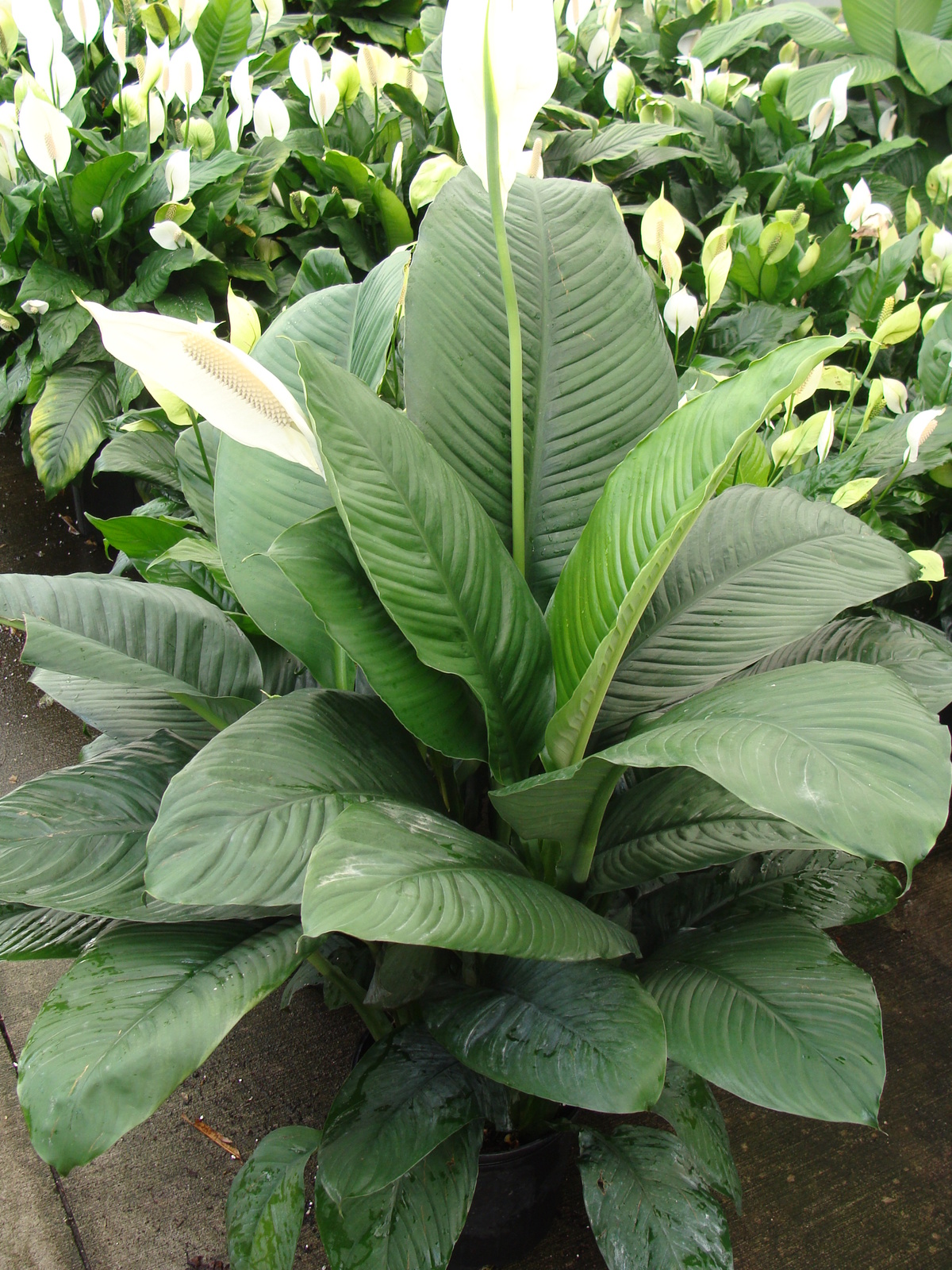 Spathiphyllum Sensation Plant